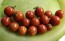 Tomato 'Supersweet 100 F2' Seeds (Certified Organic)