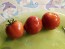 Tomato 'Clifford Red Cherry' Seeds (Certified Organic)