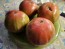 Tomato 'Flathead Monster Pink' Seeds (Certified Organic)