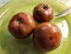 Tomato 'Everett's Rusty Brown' Seeds (Certified Organic)