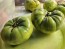 Tomato 'Green Giant' Seeds (Certified Organic)