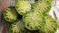 Tomato 'Green Giant' Seeds (Certified Organic)