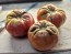 Tomato 'Flathead Monster Pink' Seeds (Certified Organic)