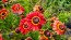 Red Tricolor Daisy Seeds (Certified Organic)