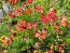 Red Tricolor Daisy Seeds (Certified Organic)