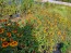 Zinnia 'Aztec Sunset Mix' Seeds (Certified Organic)