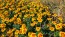 Marigold 'Jaguar' Seeds (Certified Organic)