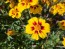 Marigold 'Jaguar' Seeds (Certified Organic)
