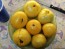 Tomato 'Manyel' Seeds (Certified Organic)