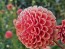 Dahlia 'Cornel Bronze' Tubers - Shipping 2025 Spring - Harvested on our Farm - USDA Certified Organic