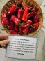 Hot Pepper 'Scarlett's Chili Variegated' Seeds (Certified Organic)