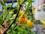 Kangaroo Apple Seeds (Certified Organic)