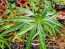 Kangaroo Apple Seeds (Certified Organic)