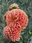 Dahlia 'Cornel Bronze' Tubers - Shipping 2025 Spring - Harvested on our Farm - USDA Certified Organic