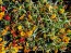 Zinnia 'Aztec Sunset Mix' Seeds (Certified Organic)