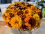 Zinnia 'Aztec Sunset Mix' Seeds (Certified Organic)