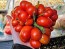 Tomato 'Reisetomate' Seeds (Certified Organic) 