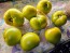 Tomato 'Winter Heart' Seeds (Certified Organic)