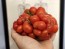 Tomato 'Reisetomate' Seeds (Certified Organic) 
