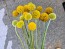Sunball Craspedia 'Yellow Drumstick' Seeds (Certified Organic)