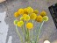 Sunball Craspedia 'Yellow Drumstick' Seeds (Certified Organic)