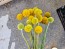Sunball Craspedia 'Yellow Drumstick' Seeds (Certified Organic)