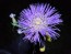 Basket Flower 'Pink' Seeds (Certified Organic)