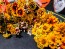 Zinnia 'Aztec Sunset Mix' Seeds (Certified Organic)