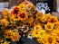 Zinnia 'Aztec Sunset Mix' Seeds (Certified Organic)