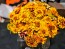 Zinnia 'Aztec Sunset Mix' Seeds (Certified Organic)
