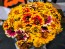 Zinnia 'Aztec Sunset Mix' Seeds (Certified Organic)