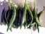 Hot Pepper ‘Pasilla Bajio’ AKA 'Chilaca' Seeds (Certified Organic)
