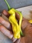 Hot Pepper ‘Yellow Peter’ Seeds (Certified Organic)