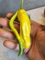 Hot Pepper ‘Yellow Peter’ Seeds (Certified Organic)