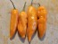Hot Pepper 'Lemon Drop Orange' Seeds (Certified Organic)