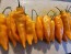 Hot Pepper 'Lemon Drop Orange' Seeds (Certified Organic)