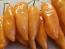 Hot Pepper 'Lemon Drop Orange' Seeds (Certified Organic)