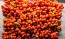 Tomato 'Reisetomate' Seeds (Certified Organic) 