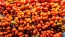 Tomato 'Reisetomate' Seeds (Certified Organic) 