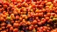 Tomato 'Reisetomate' Seeds (Certified Organic) 