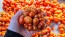 Tomato 'Reisetomate' Seeds (Certified Organic) 