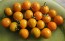 Tomato 'Small Orange Cherry RD' Seeds (Certified Organic)