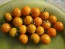 Tomato 'Small Orange Cherry RD' Seeds (Certified Organic)