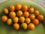 Tomato 'Small Orange Cherry RD' Seeds (Certified Organic)