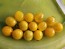 Tomato 'Mini Yellow Oval TR' Seeds (Certified Organic)