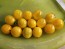 Tomato 'Mini Yellow Oval TR' Seeds (Certified Organic)