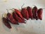 Hot Pepper 'Redgum Tiger MAMP x Chocolate Nagabrains' Seeds (Certified Organic)