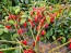Hot Pepper 'Hot Paper Lantern' Seeds (Certified Organic)