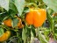 Bell Pepper 'Golden California Wonder' Seeds (Certified Organic) 