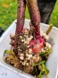 Gladiolus 'Plum Tart' Cormels - Shipping 2025 Spring - Harvested on our Farm - USDA Certified Organic